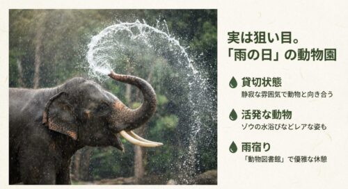 雨の中で鼻から水を吹き上げて水浴びをするゾウの様子。雨の日は貸切状態で、活発な動物の姿が見られる狙い目であることを示唆